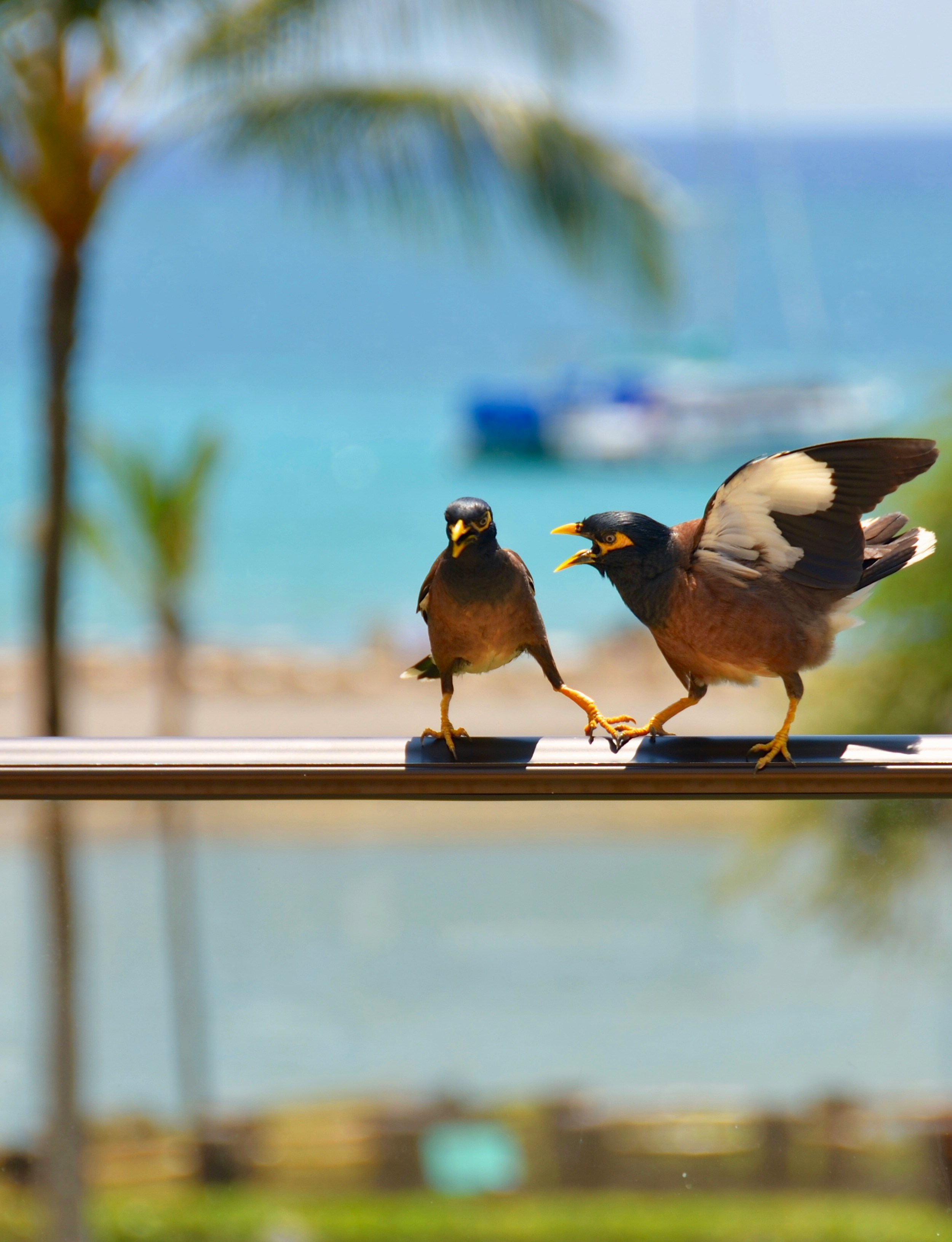 Screetch! One bird talking to another, who looks away unfathomed. Image by Jason Hafso from Unsplash.